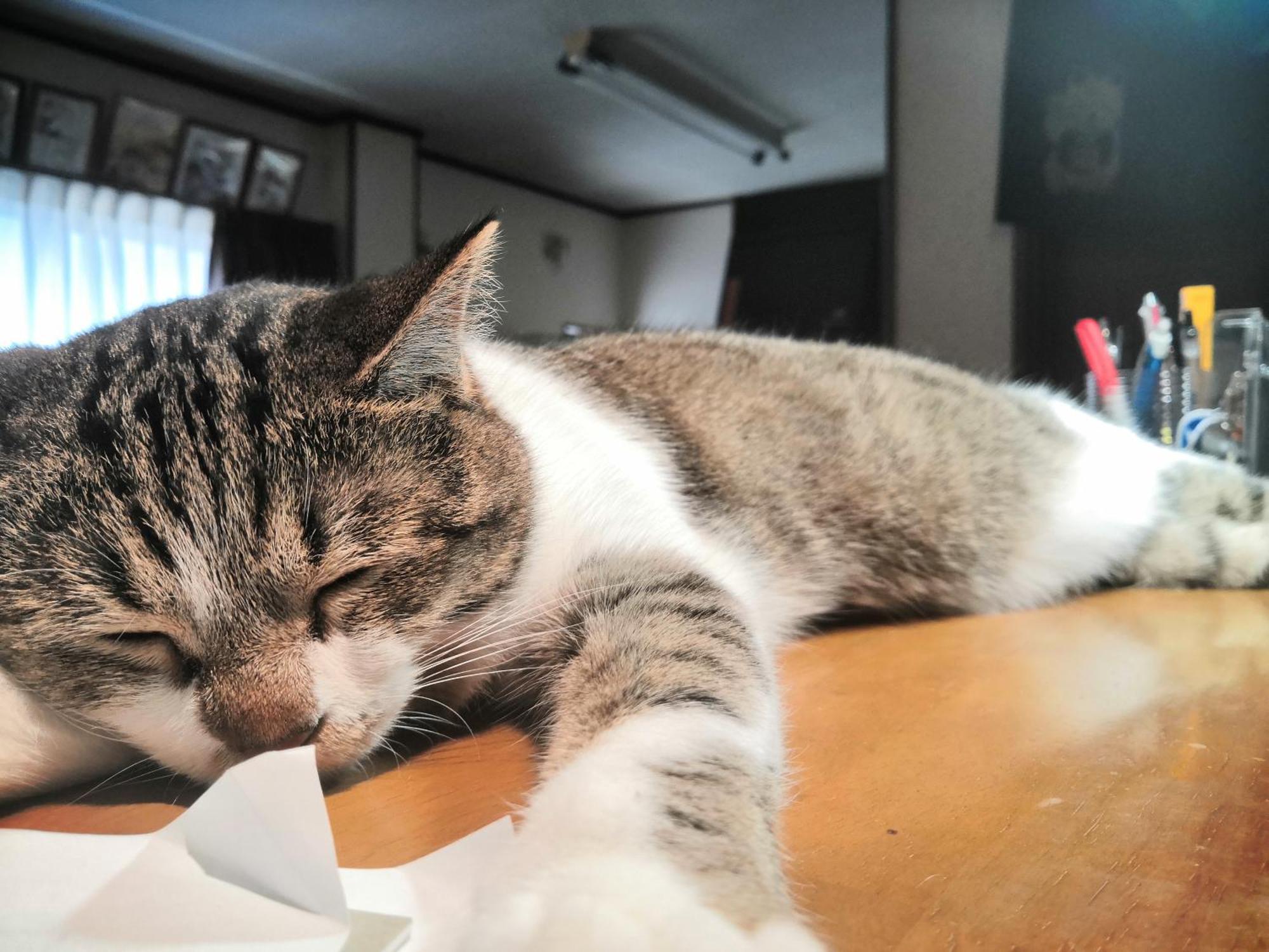 Tiny Guesthouse Umekoji 梅小路 교토 외부 사진